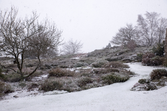 Susan Guy - Stoneywell - Snow Garden Feb 11 2014 (1)