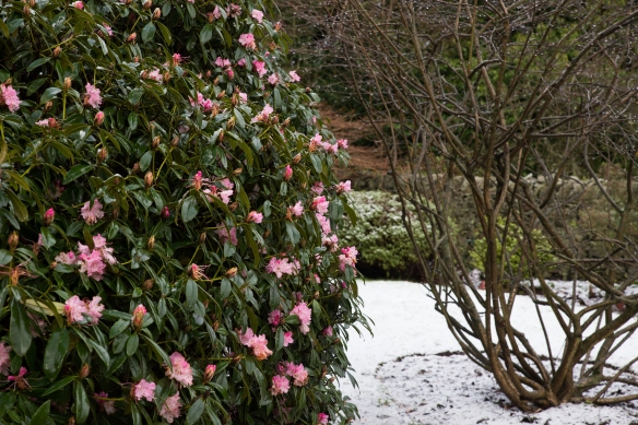 Susan Guy - Stoneywell - Snow Garden Feb 11 2014 (4)